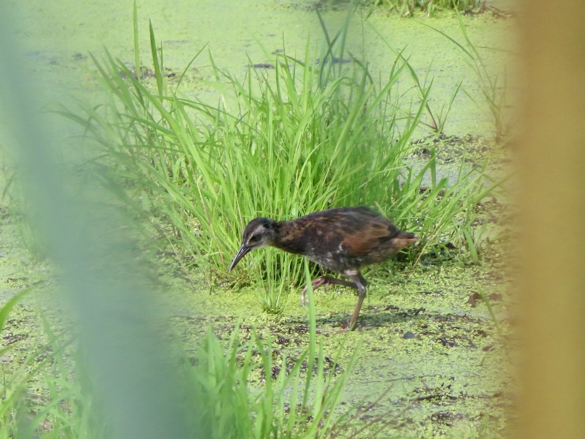 Virginia Rail - ML638983668