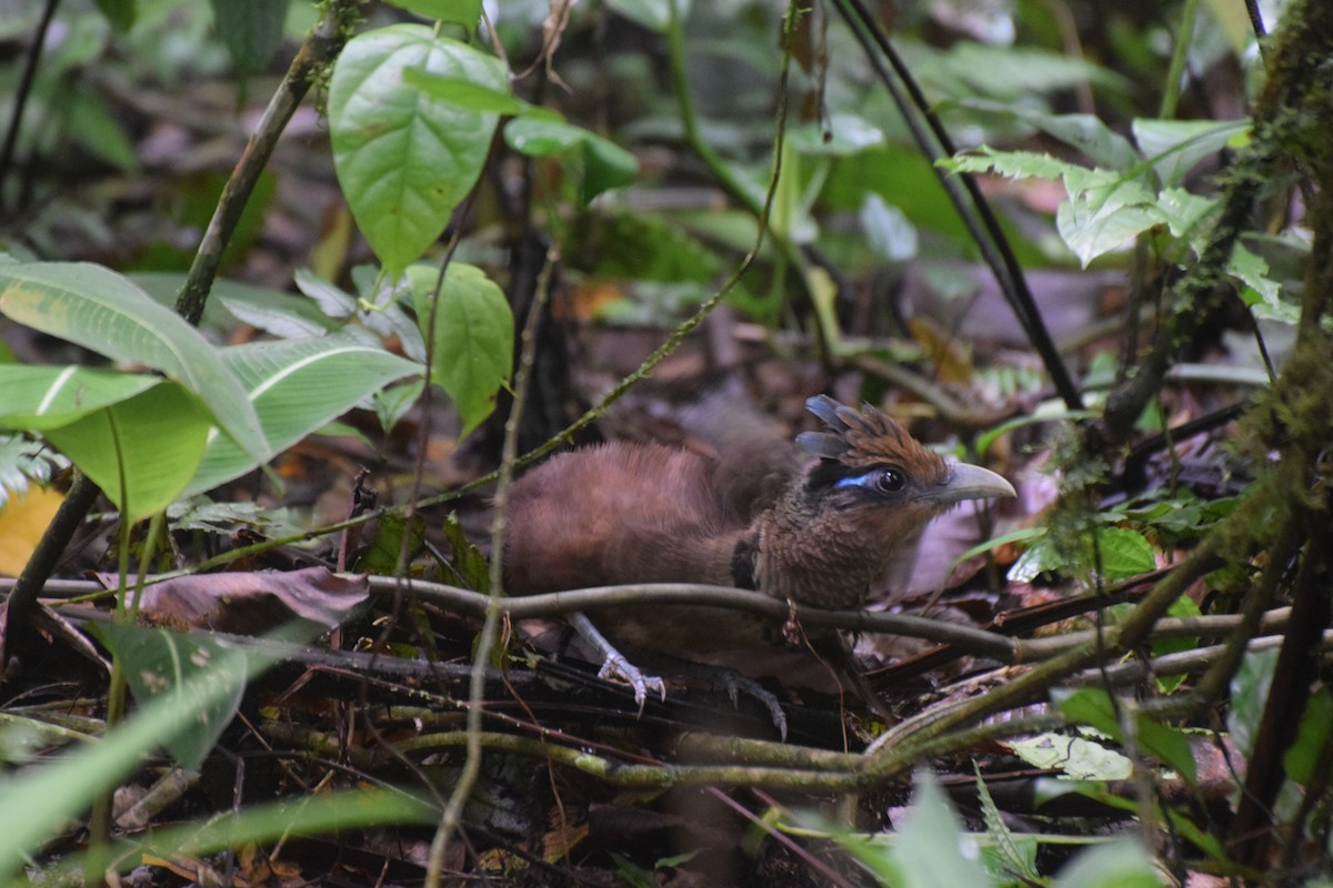 Rufous-vented Ground-Cuckoo - ML638983682