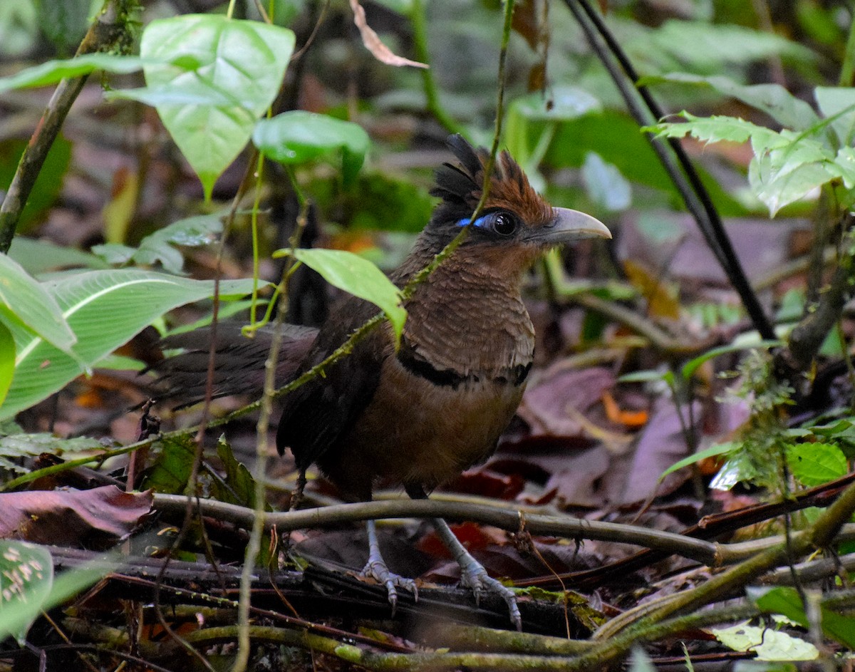 Rufous-vented Ground-Cuckoo - ML638983692