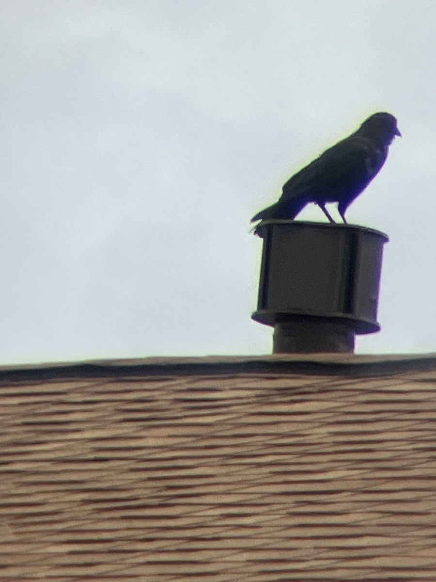 American Crow - ML638983708