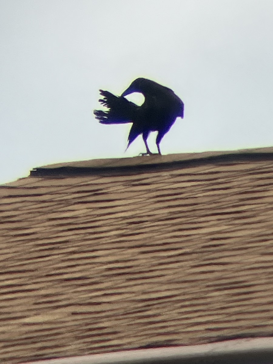 American Crow - ML638983709