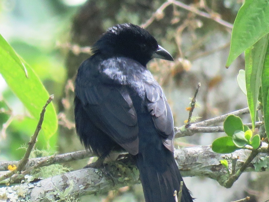 White-lined Tanager - ML638983710