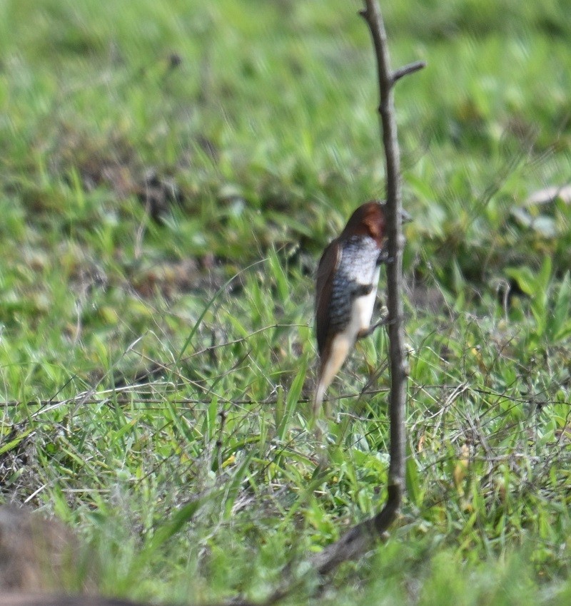 Scaly-breasted Munia - ML638983728
