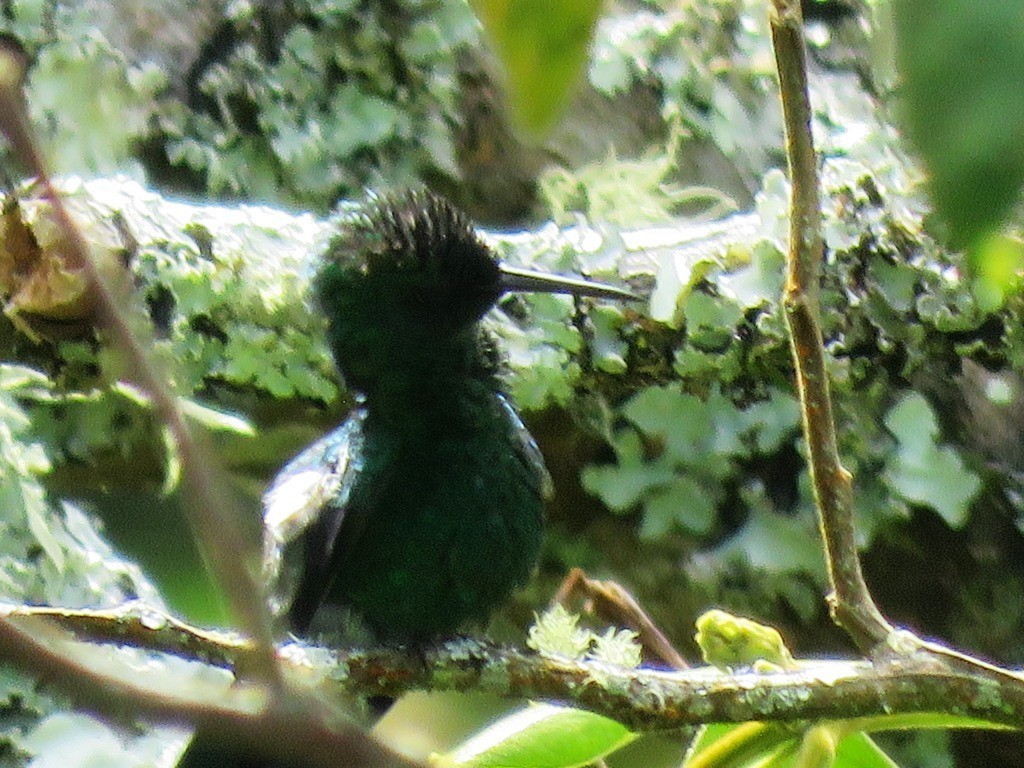 Steely-vented Hummingbird - ML638983733