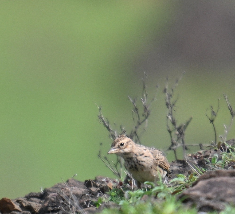 Tawny Lark - ML638983734