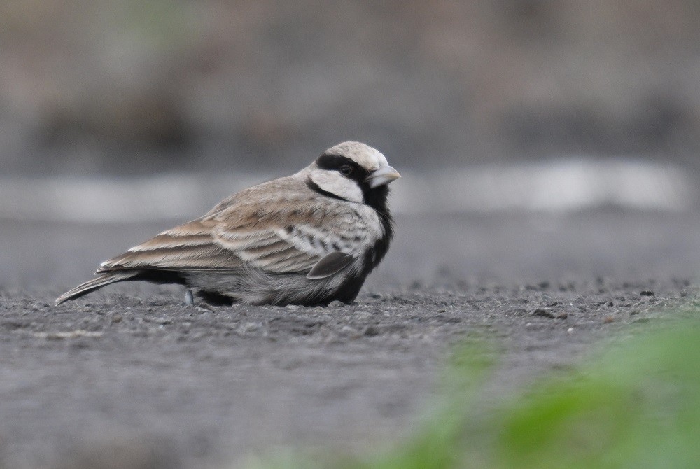 Ashy-crowned Sparrow-Lark - ML638983737