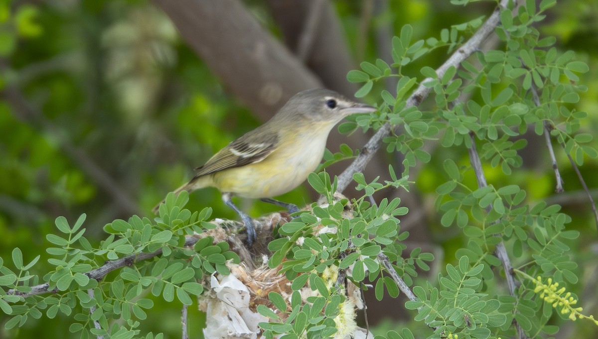 krattvireo - ML638983739