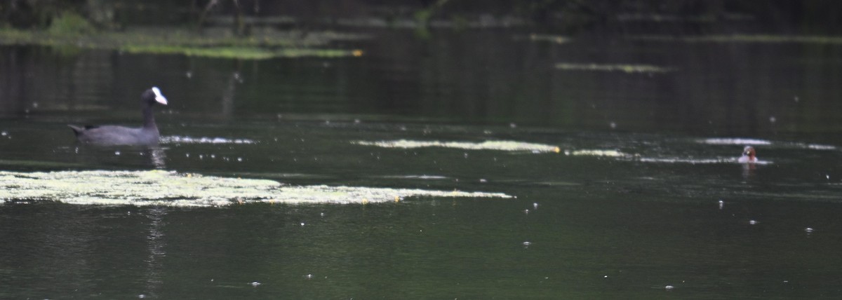 Eurasian Coot - ML638983759