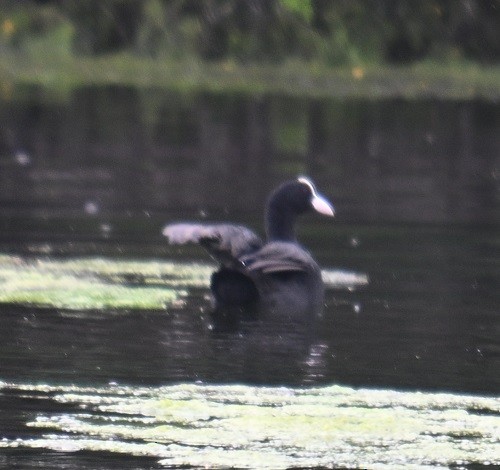 Eurasian Coot - ML638983761