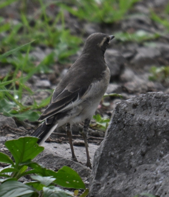 White-browed Wagtail - ML638983775
