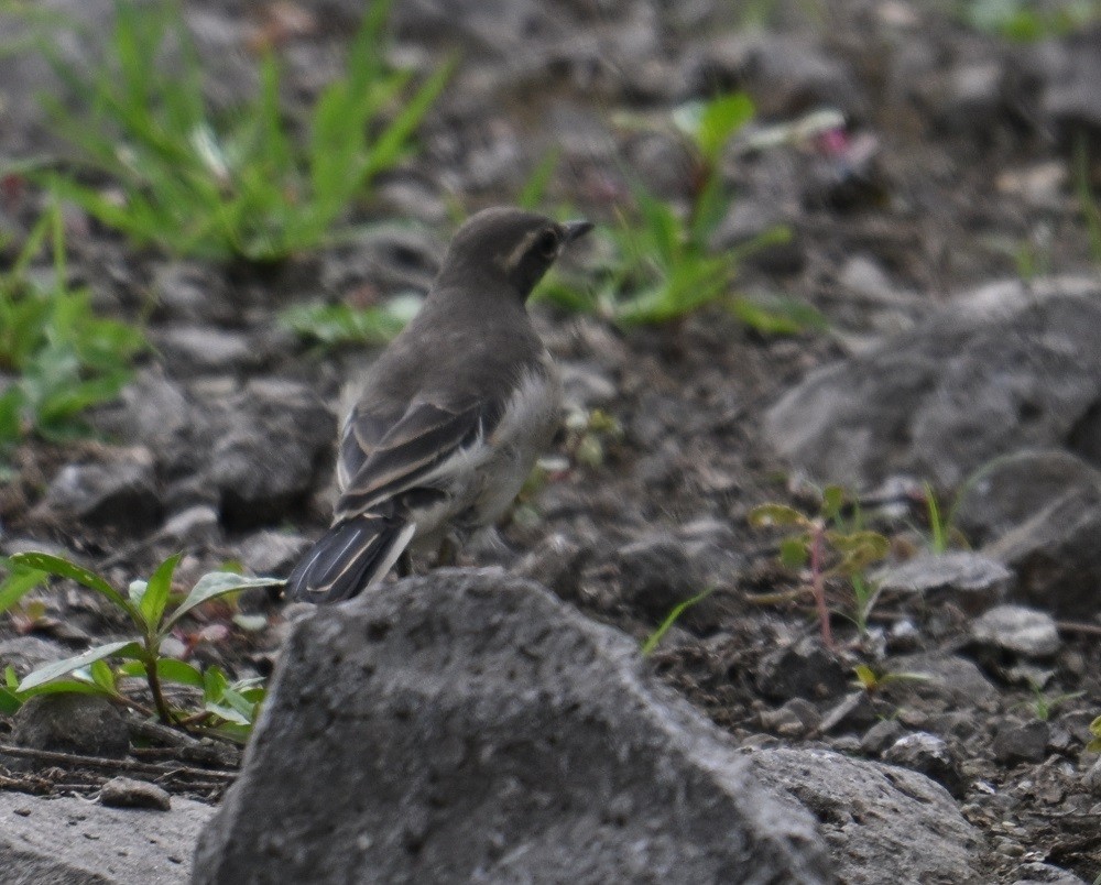 White-browed Wagtail - ML638983776