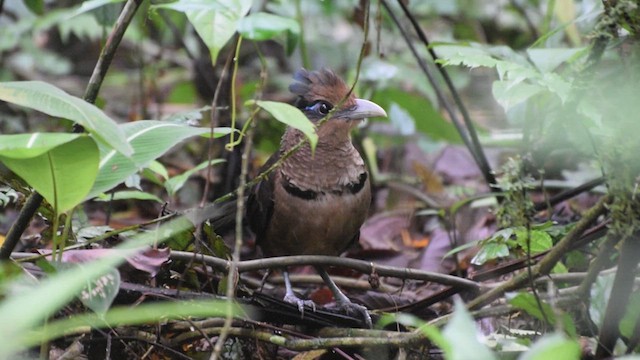 Rufous-vented Ground-Cuckoo - ML638983779
