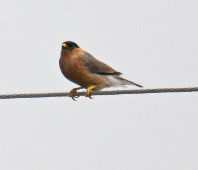 Brahminy Starling - ML638983796