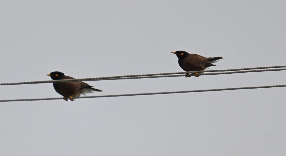 Common Myna - ML638983799