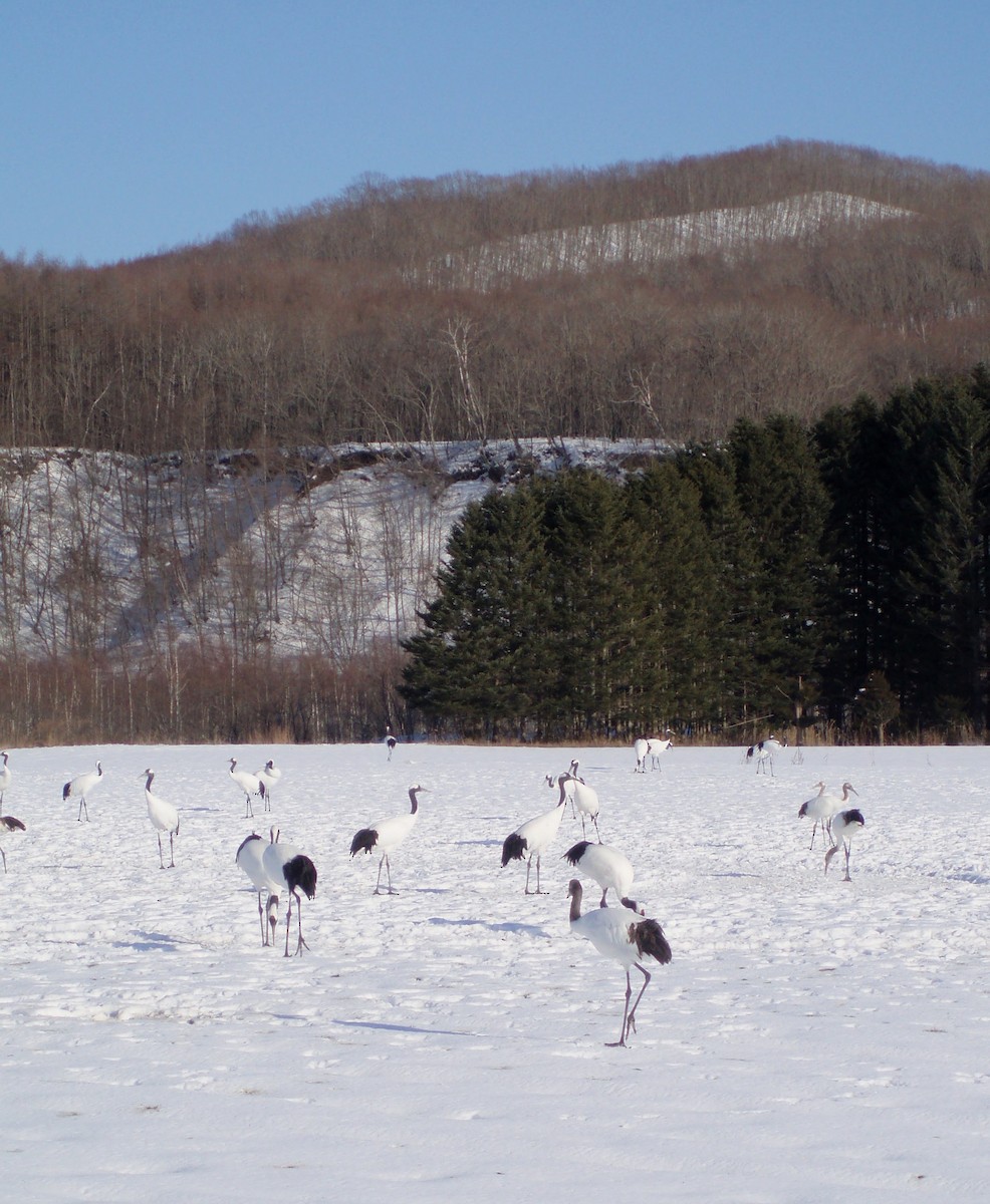 Red-crowned Crane - ML638983807
