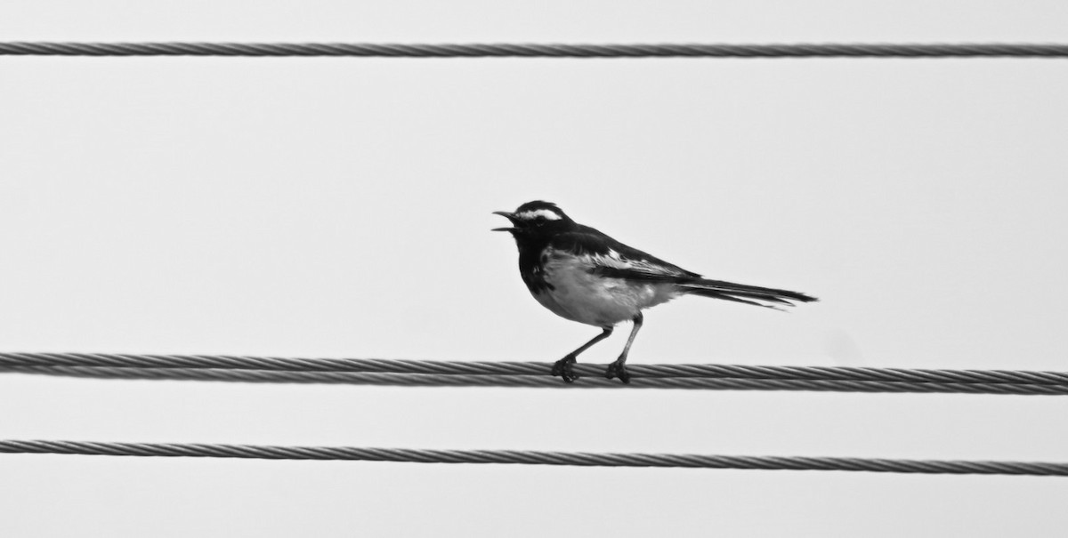 White-browed Wagtail - ML638983809
