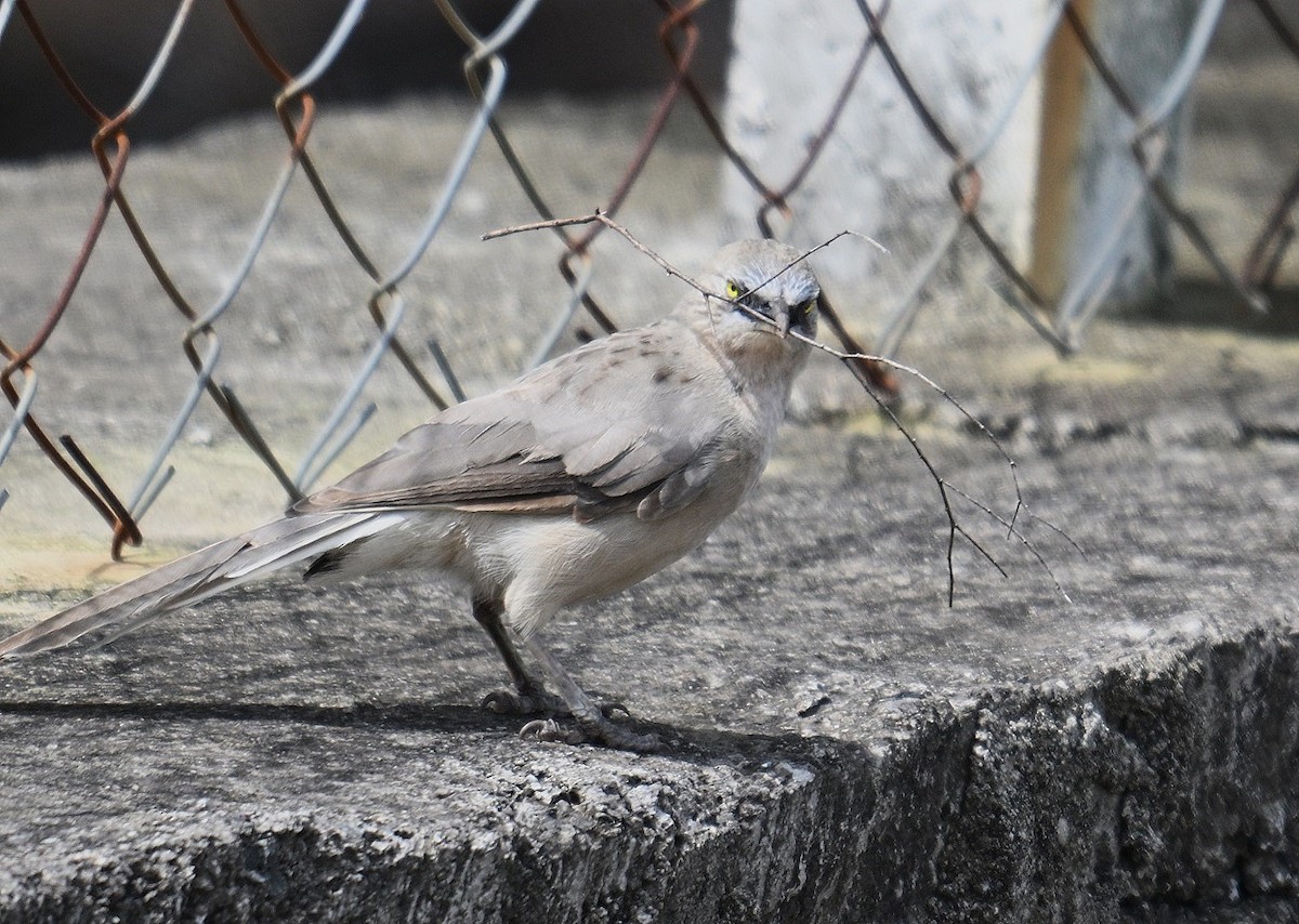 Large Gray Babbler - ML638983840