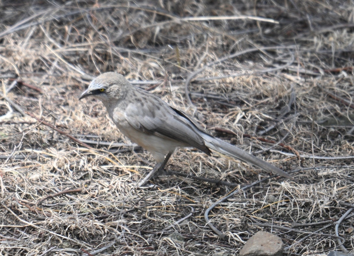 Large Gray Babbler - ML638983841