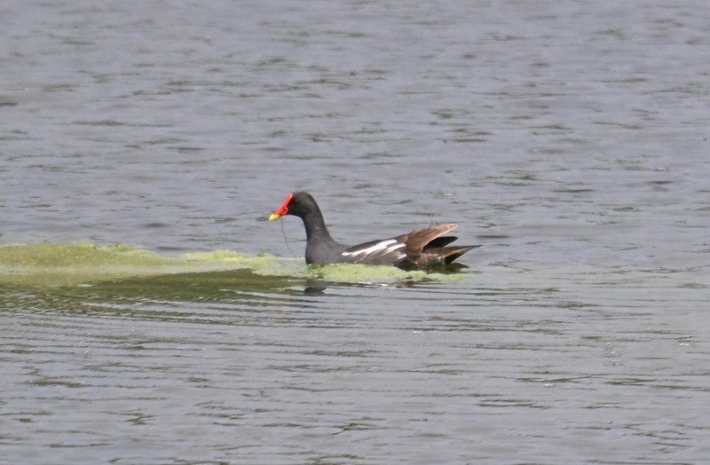 Eurasian Moorhen - ML638983850