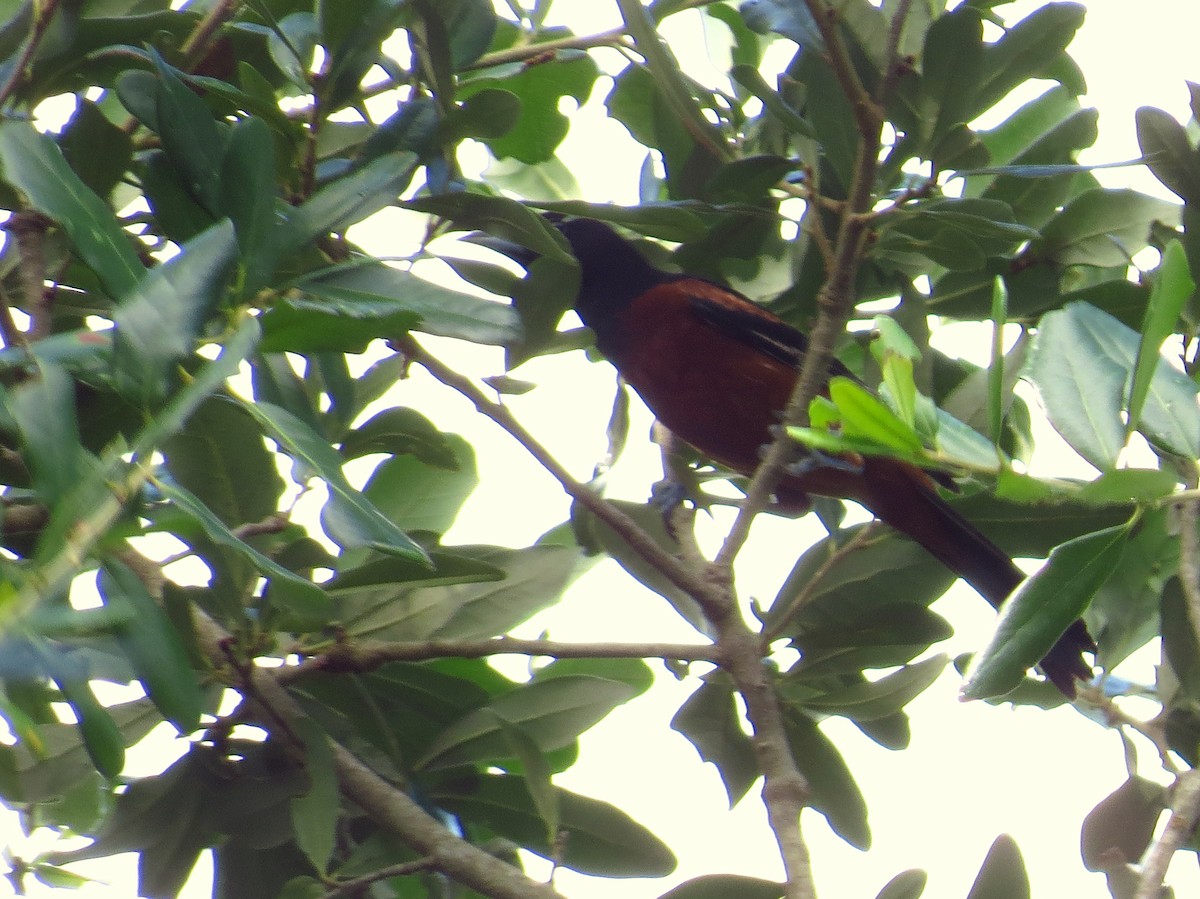 Orchard Oriole - ML638983854