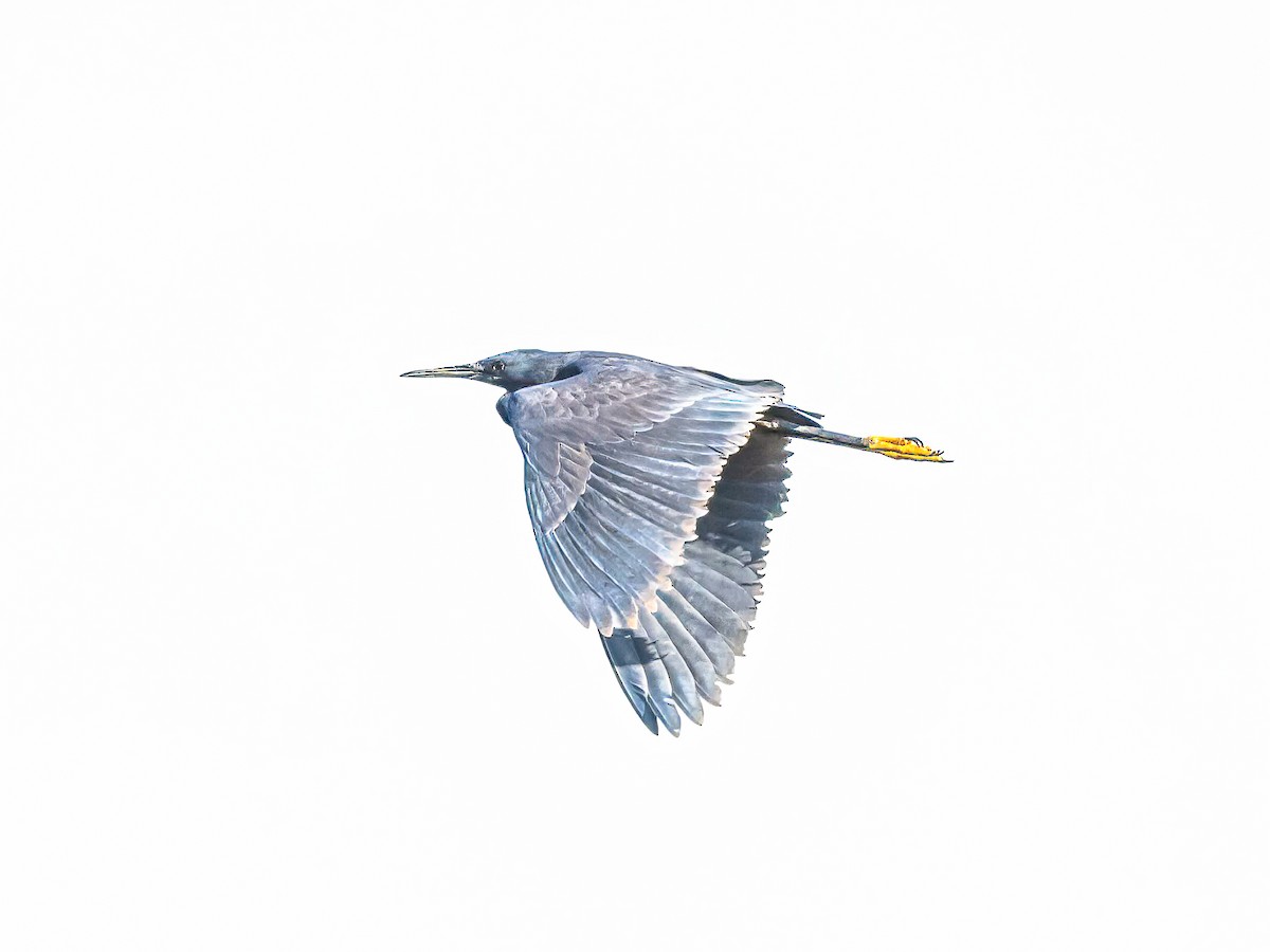 Black Heron - ML638983855