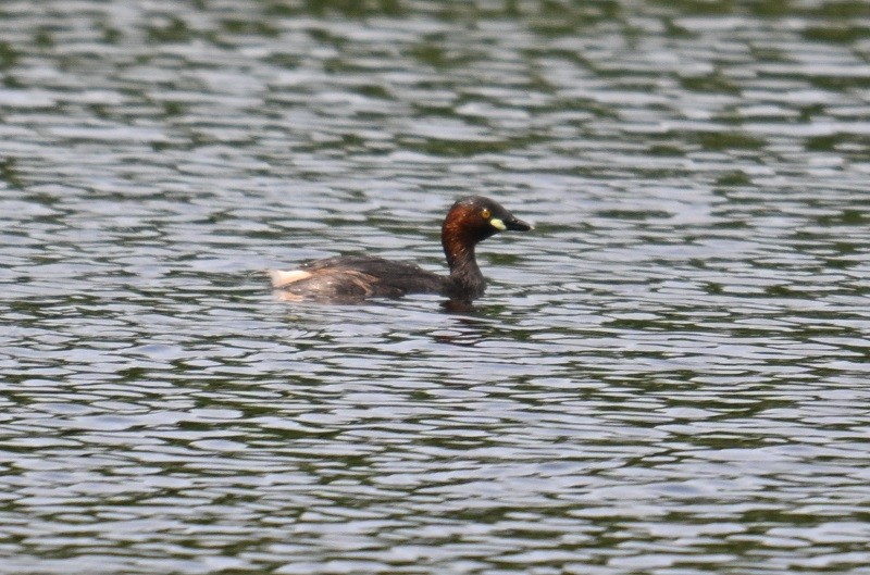 Little Grebe - ML638983856
