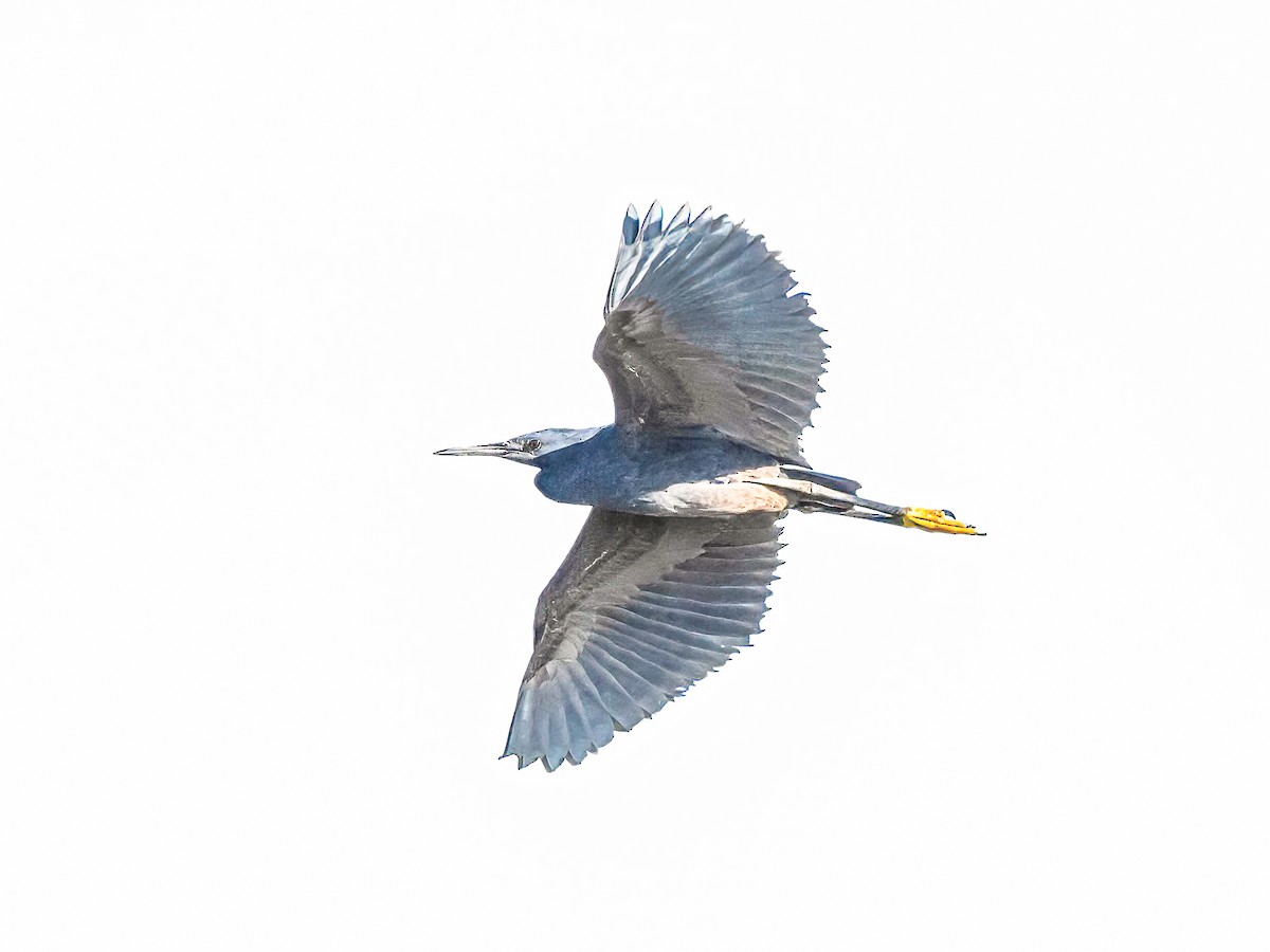 Black Heron - ML638983857