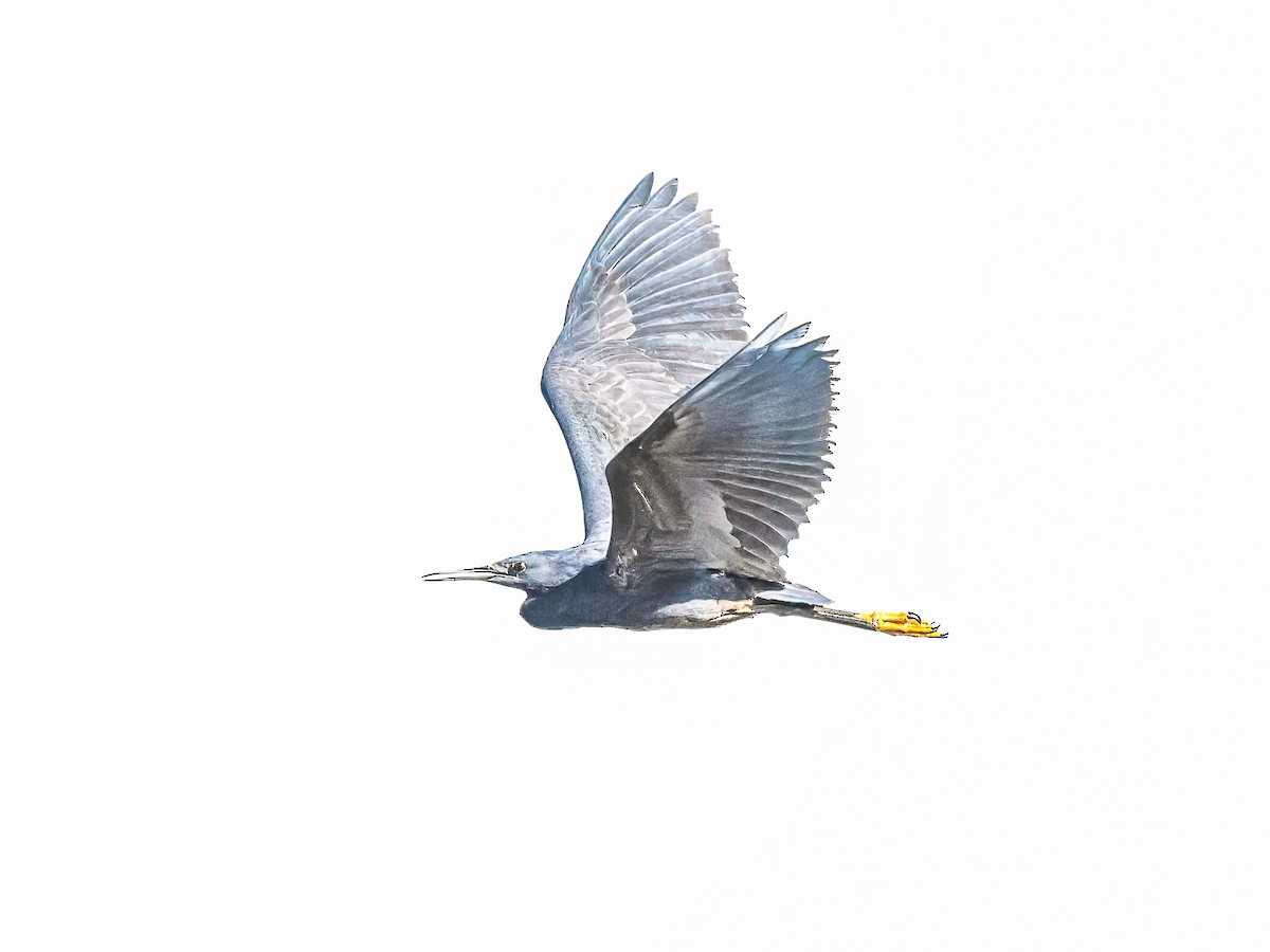 Black Heron - ML638983862