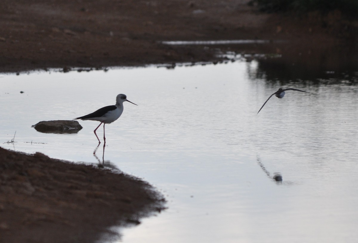Кулик-довгоніг чорнокрилий - ML638983874
