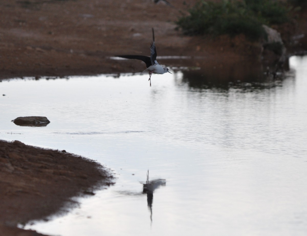 Кулик-довгоніг чорнокрилий - ML638983876