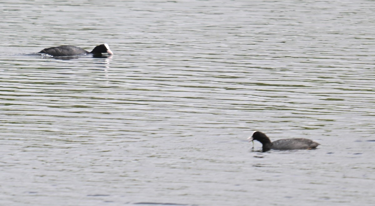 Eurasian Coot - ML638983892