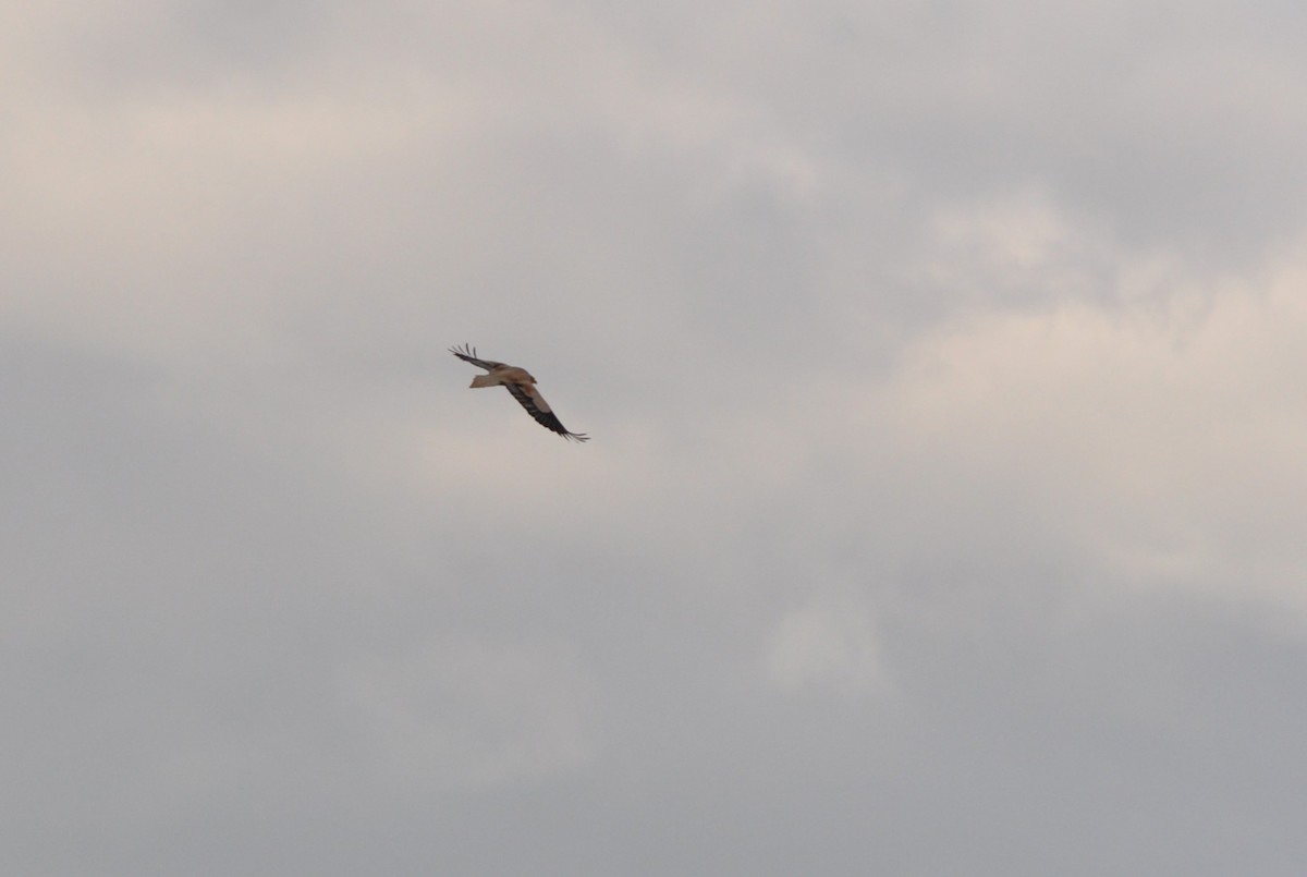 Стерв'ятник білий - ML638983895