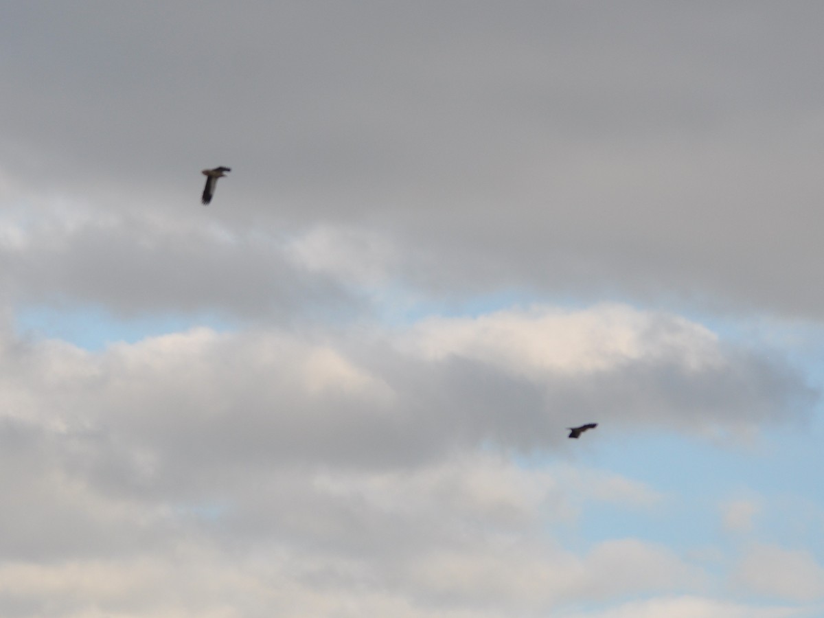 Стерв'ятник білий - ML638983898