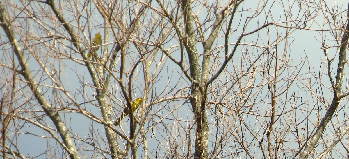 Orchard Oriole - ML638983905