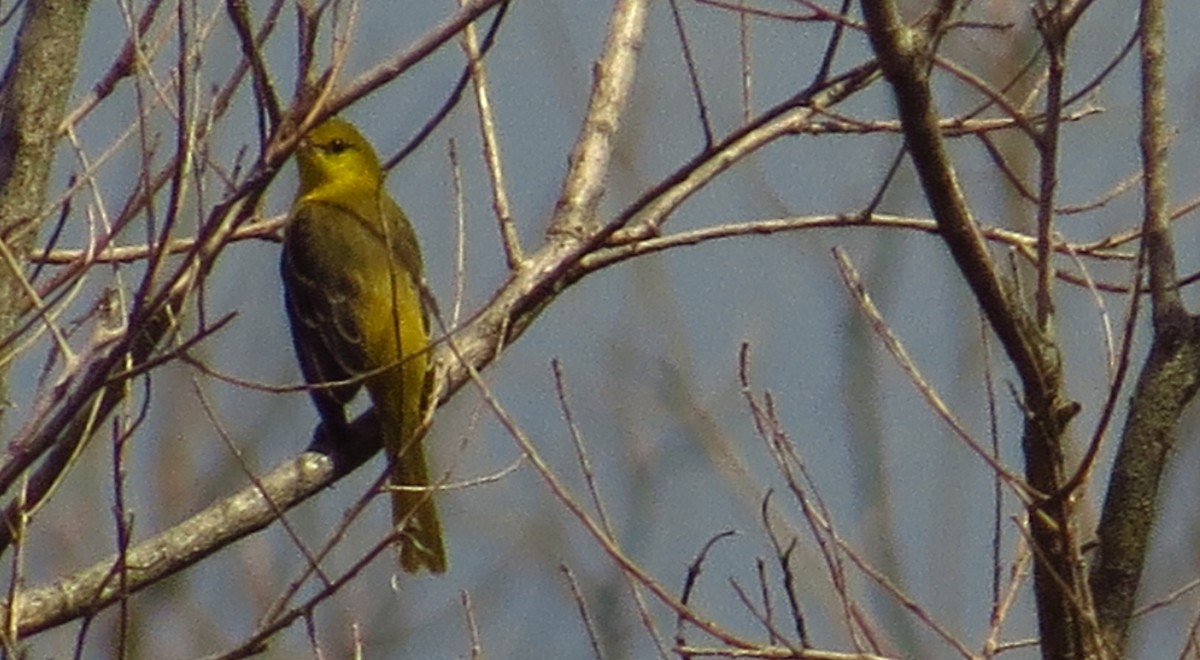 Orchard Oriole - ML638983906