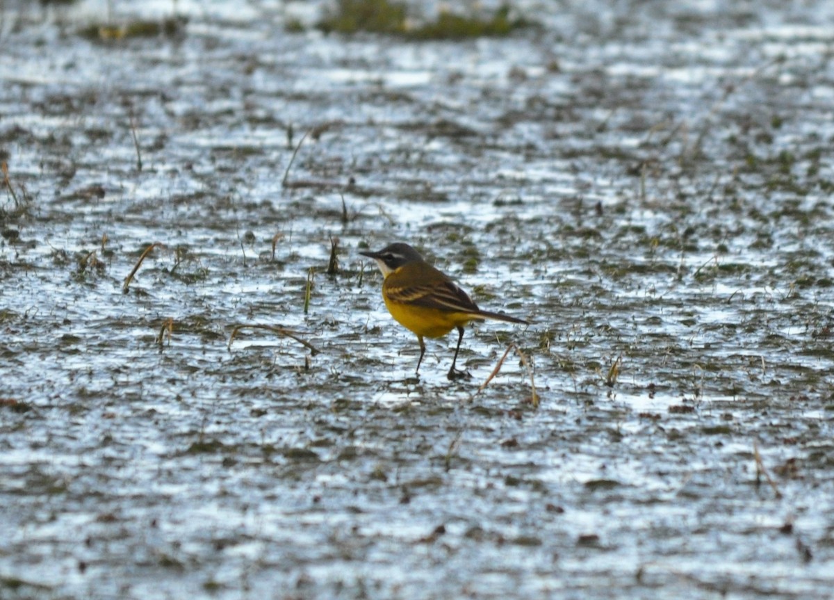 Плиска жовта - ML638983935