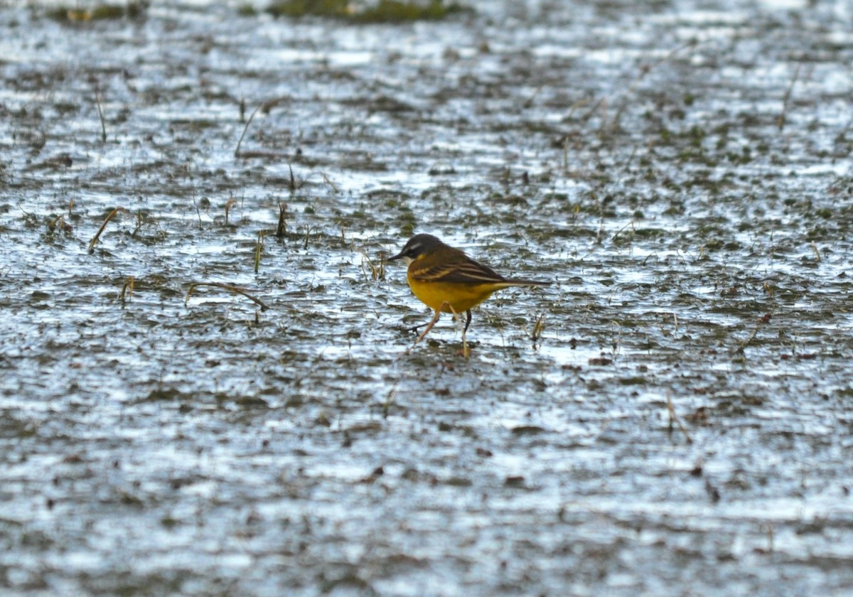 Плиска жовта - ML638983936