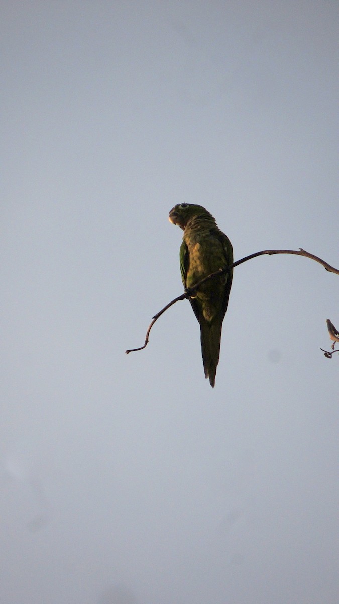 Olive-throated Parakeet - ML638983960