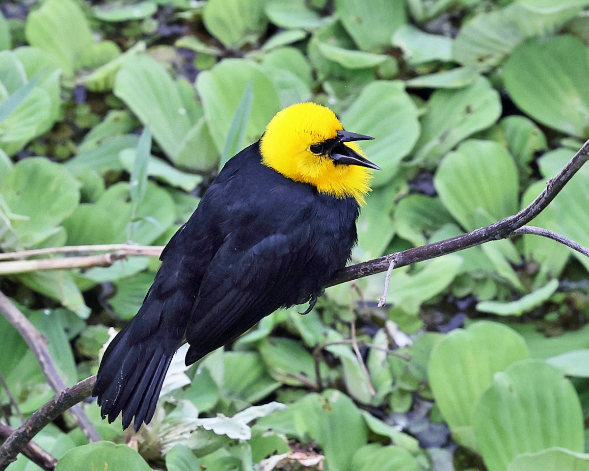 Yellow-hooded Blackbird - ML638983994