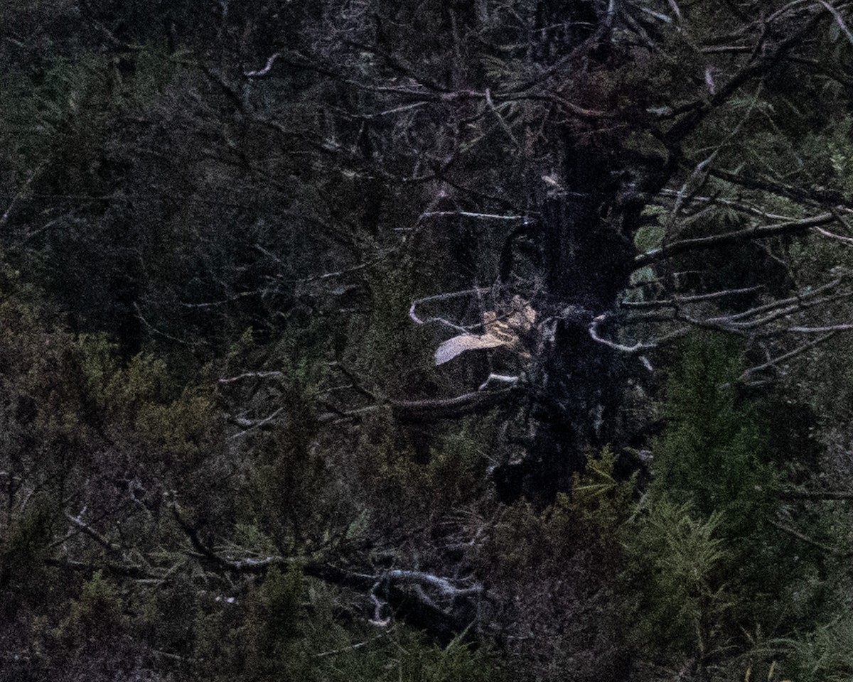 Fuegian Snipe - ML638983997