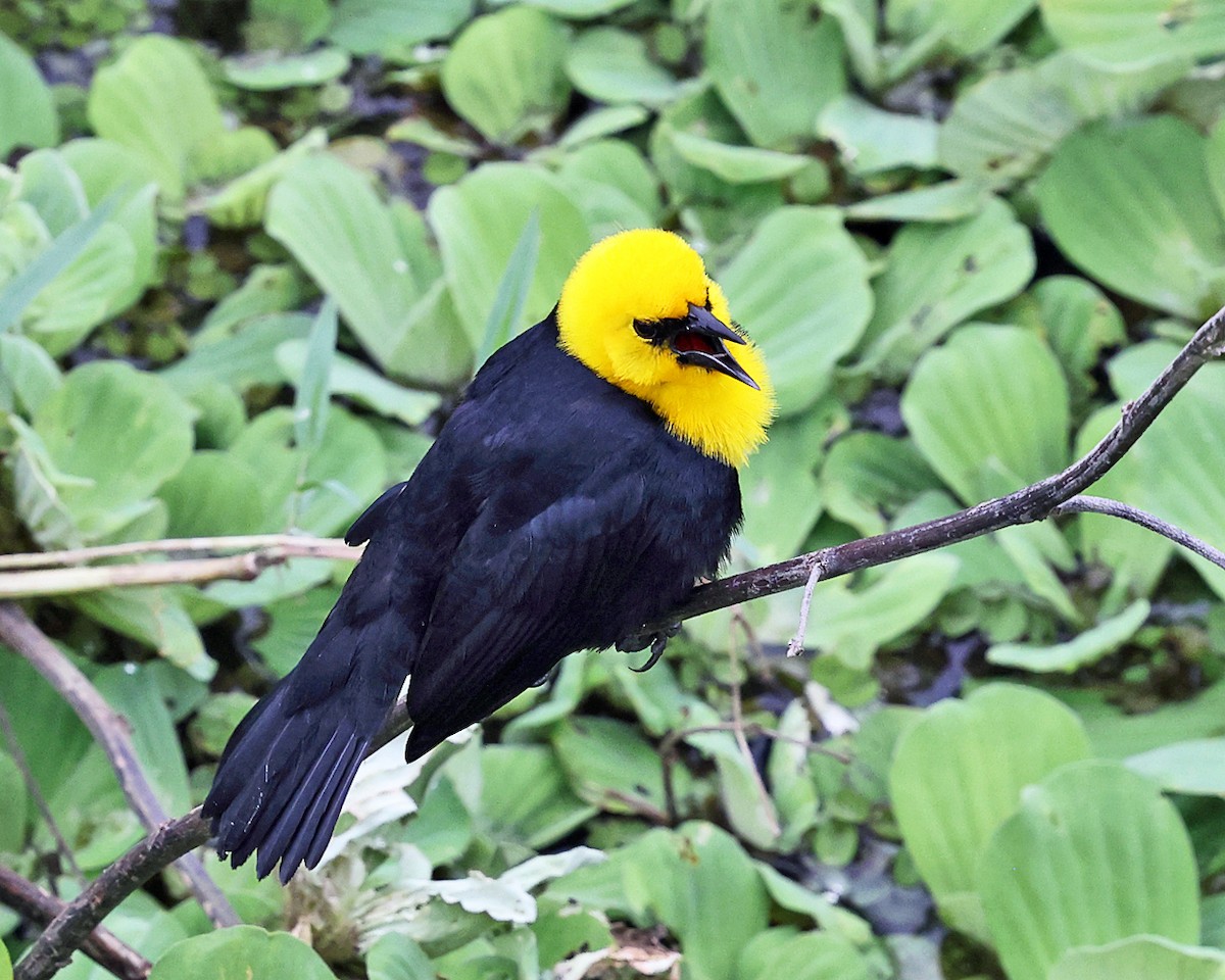 Yellow-hooded Blackbird - ML638984003