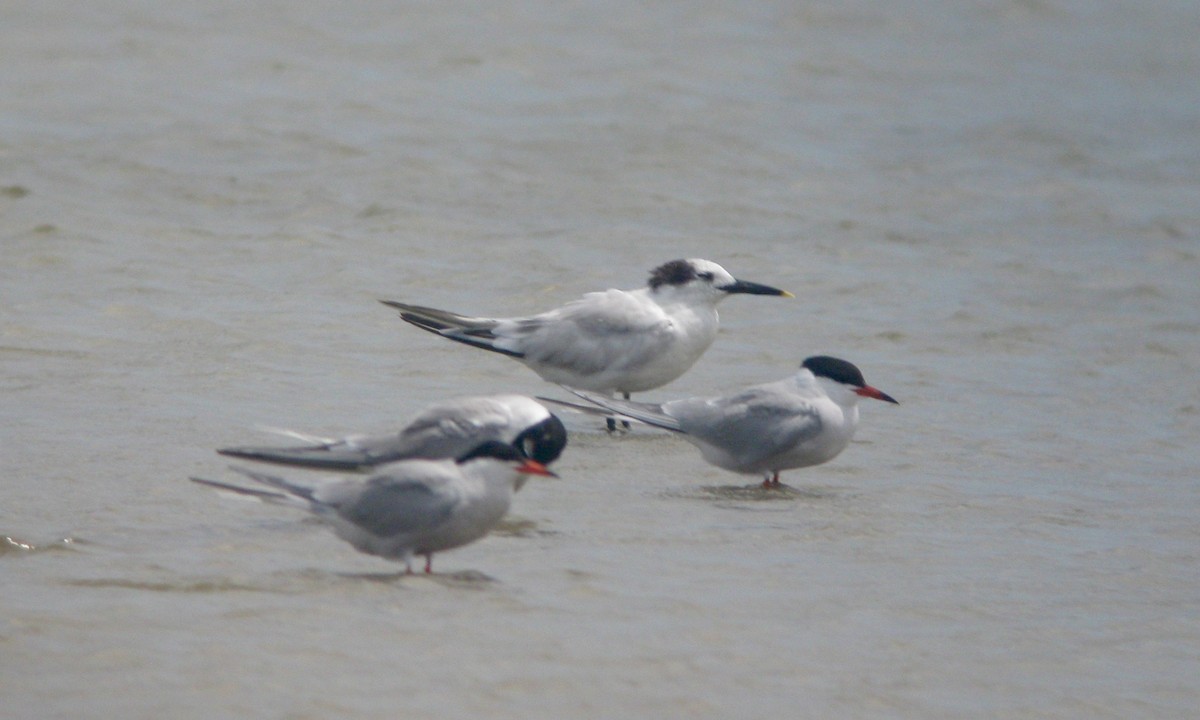 Sandwich Tern - ML638984004