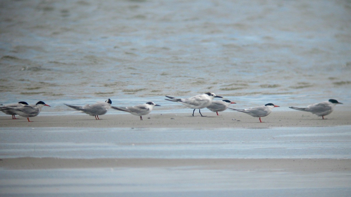Sandwich Tern - ML638984005