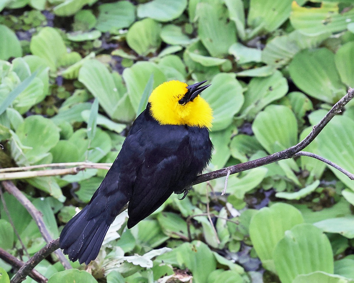 Yellow-hooded Blackbird - ML638984008