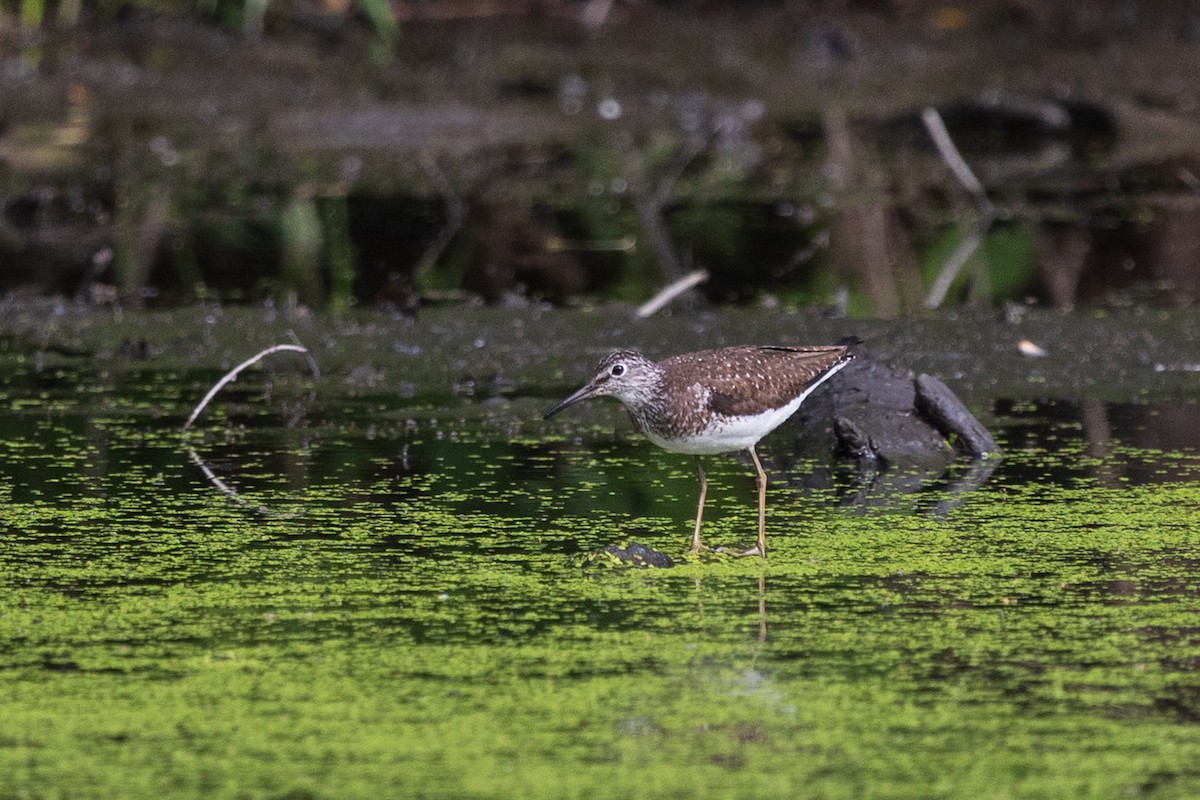Solitary Sandpiper - ML638984012