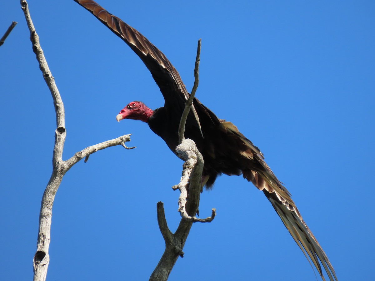 Turkey Vulture - ML638984041