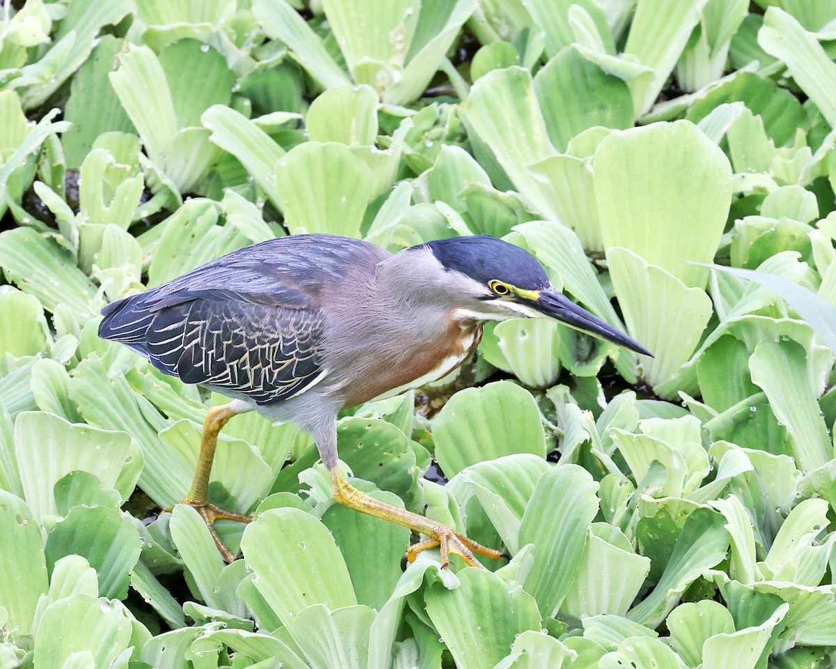 Striated Heron - ML638984053