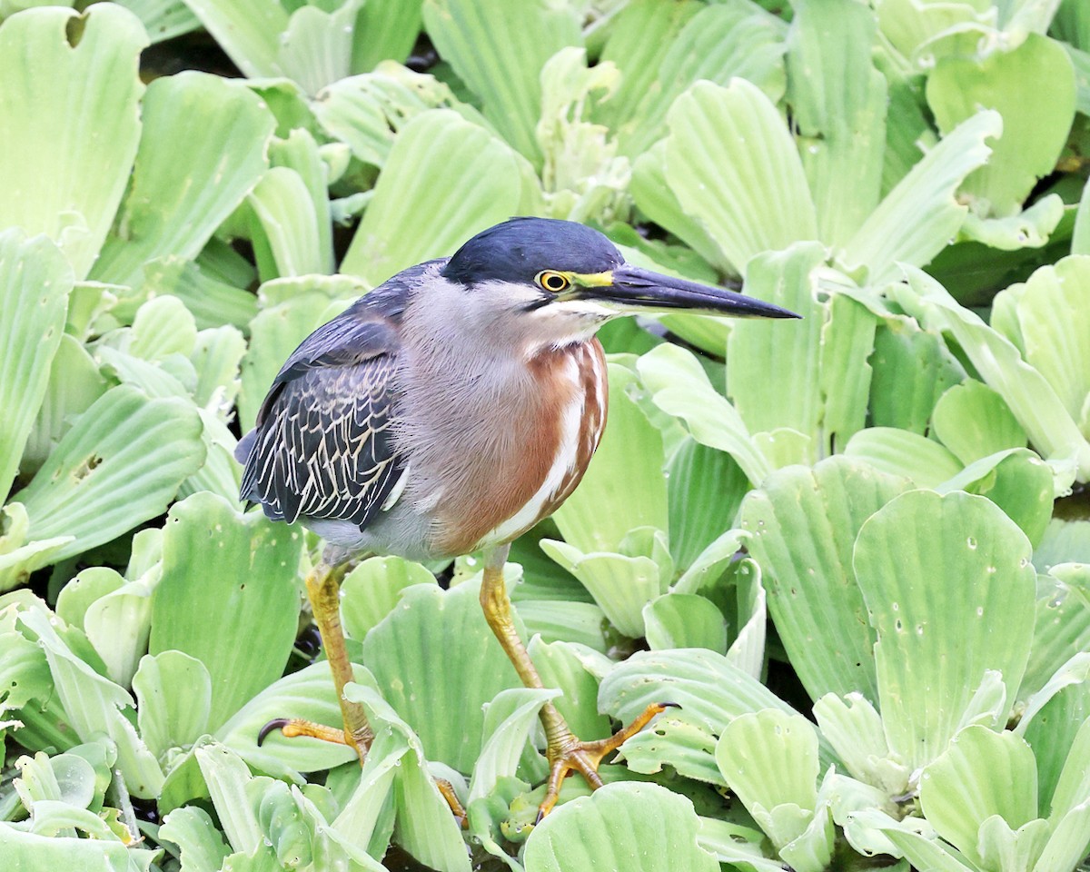 Striated Heron - ML638984059