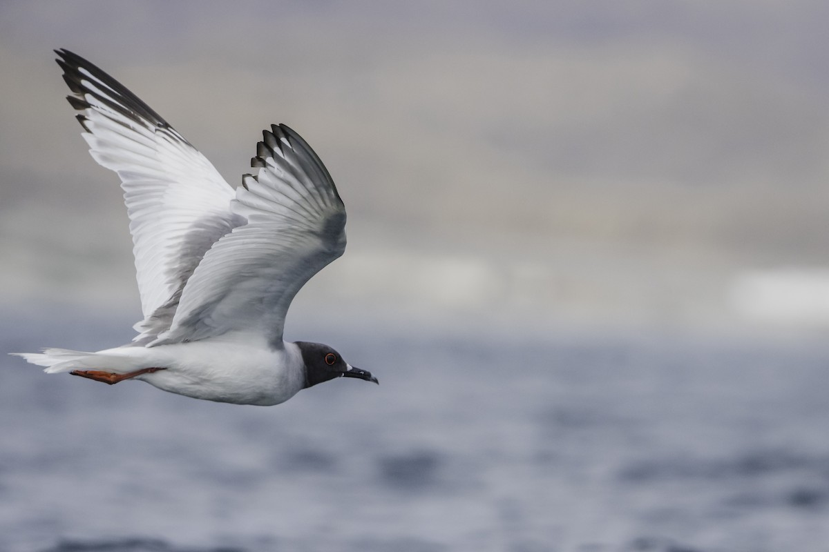 Swallow-tailed Gull - ML638984097