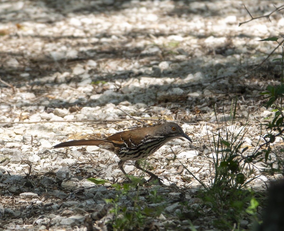 Long-billed Thrasher - ML638984101